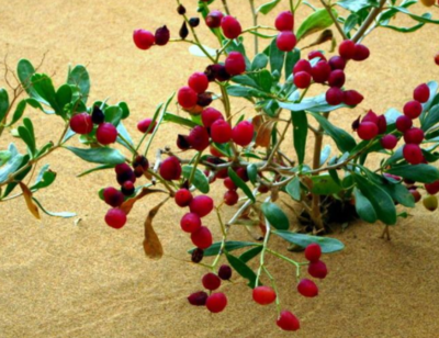 鹽堿地種植什么農作物好,鹽堿地種植什么樹比較好