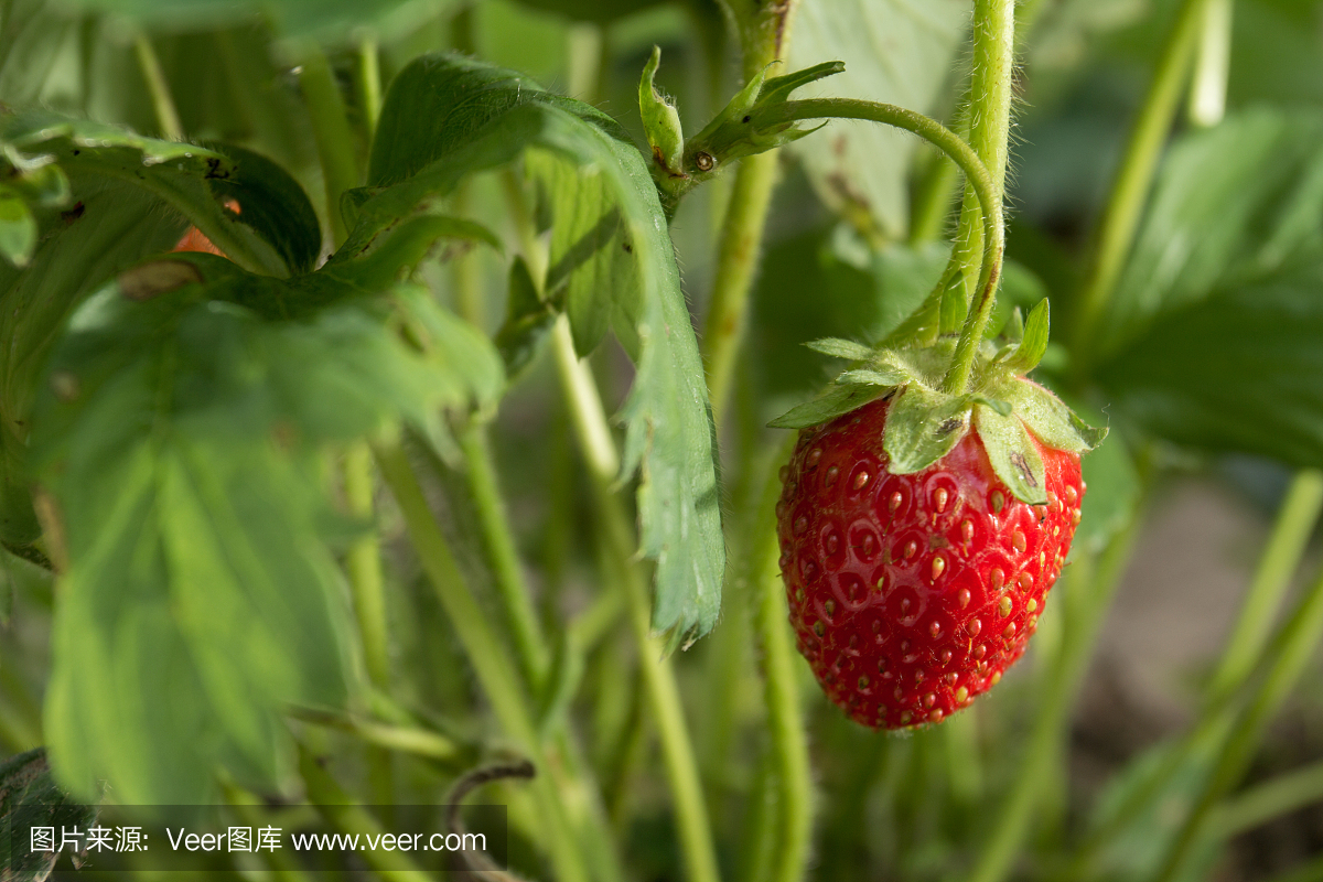 非常美味的草莓。草莓作物。紅色,多汁,大漿果。香甜可口的漿果。