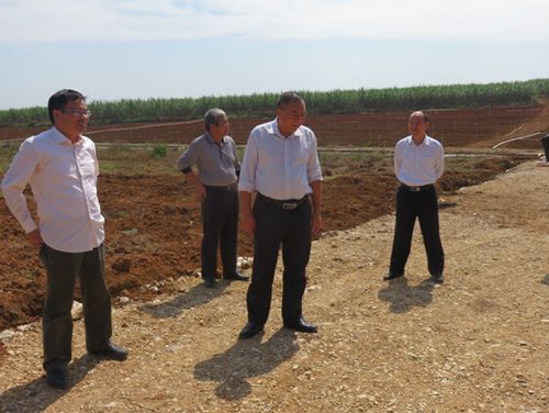 由南寧市農業委員會副主任顧安家帶領市農委改革科,蔬菜糖料作物科有