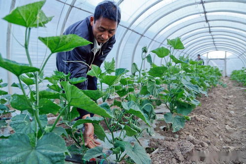 這些肥料十人有九人全用錯了,再不改過來,對作物有害無利